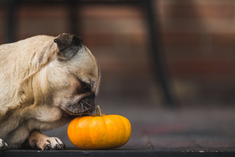 A pet dog sniffing a pumpkin