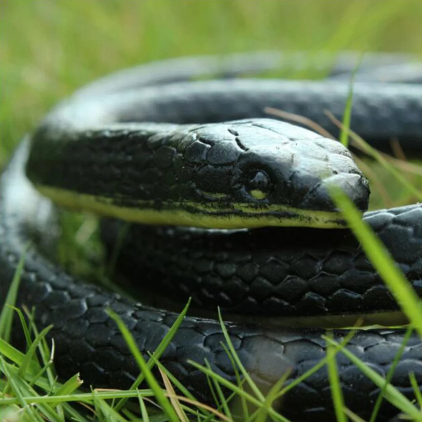 Realistic Rubber Snake, Close-Up