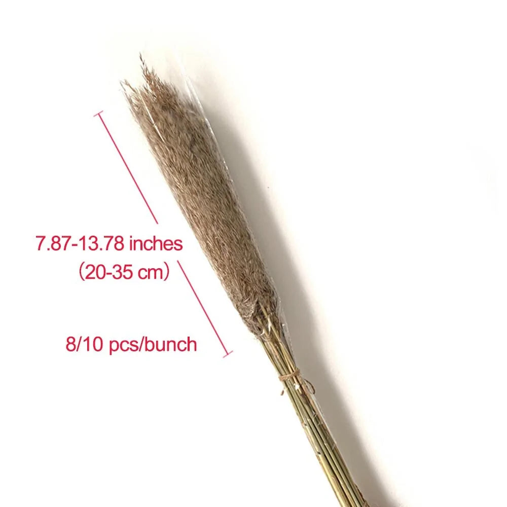 Dried Pampas Grass Home Decor Plant – Elegant Minimalist Natural Accent for Any Room