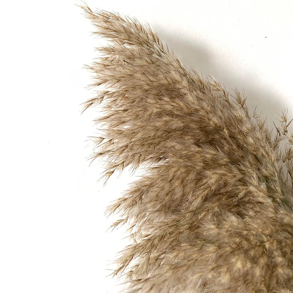 Dried Pampas Grass Home Decor Plant – Elegant Minimalist Natural Accent for Any Room