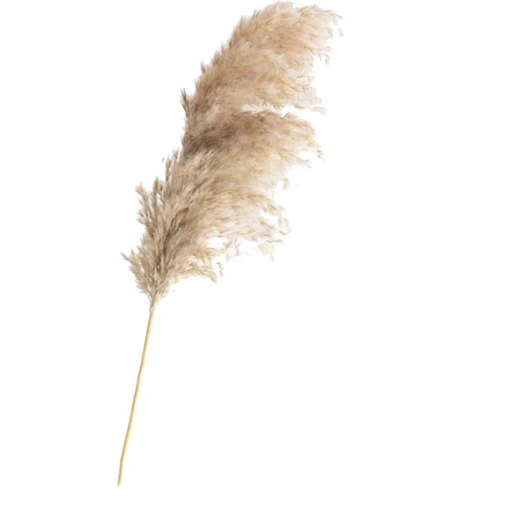 Dried Pampas Grass Home Decor Plant – Elegant Minimalist Natural Accent for Any Room