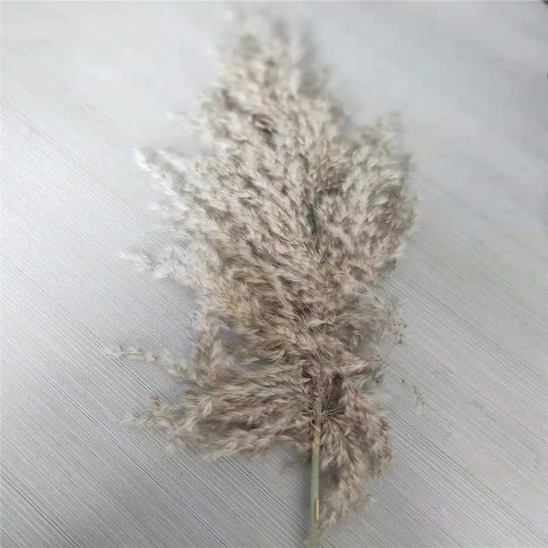Dried Pampas Grass Home Decor Plant – Elegant Minimalist Natural Accent for Any Room