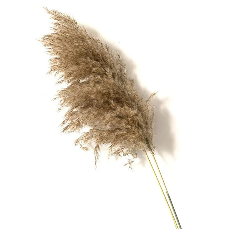 Dried Pampas Grass Home Decor Plant – Elegant Minimalist Natural Accent for Any Room