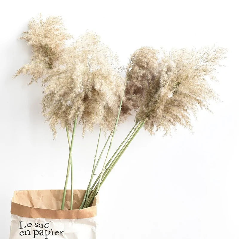 Dried Pampas Grass Home Decor Plant – Elegant Minimalist Natural Accent for Any Room