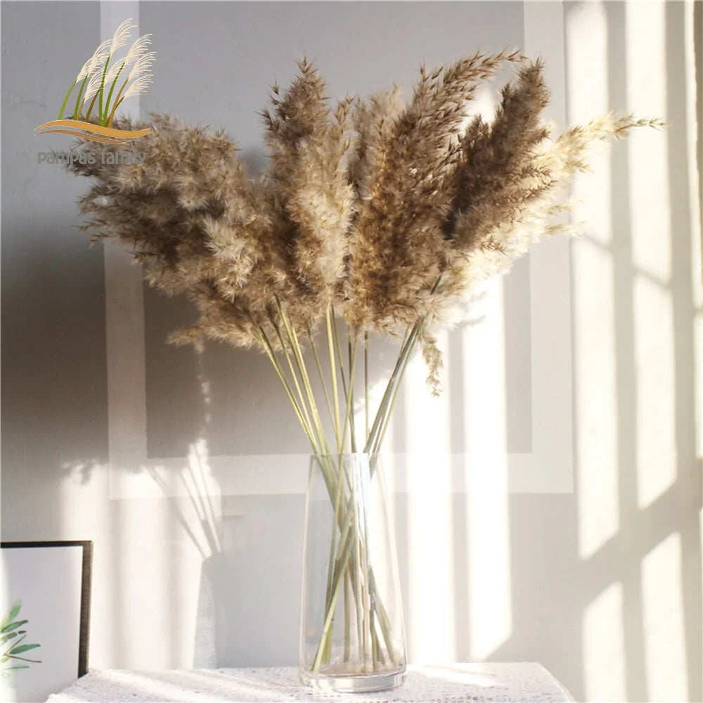 Dried Pampas Grass Home Decor Plant – Elegant Minimalist Natural Accent for Any Room